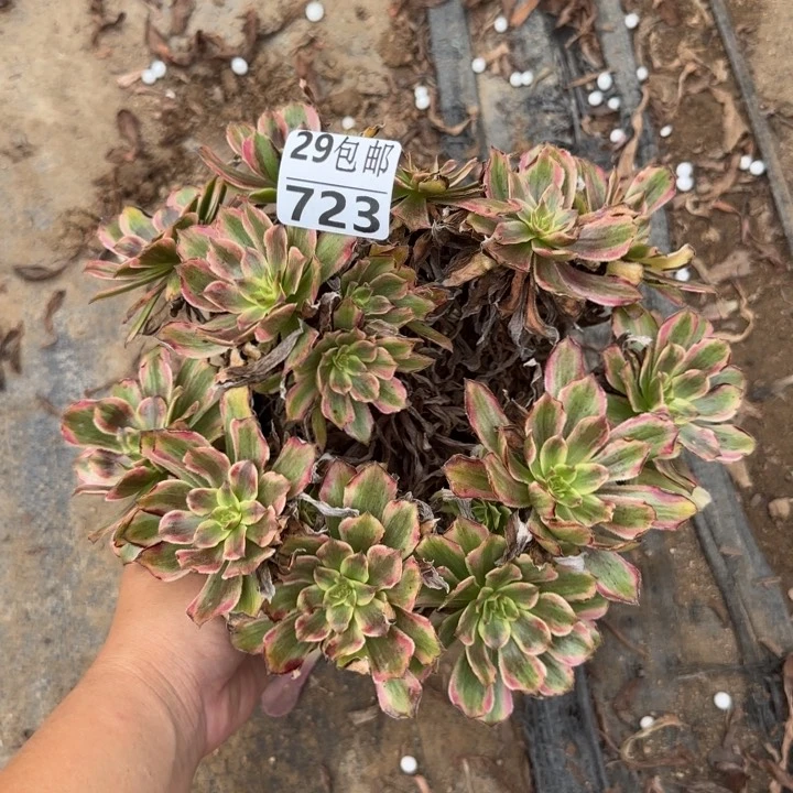 粉黛……多肉植物……