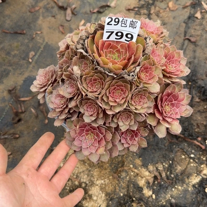 桃花石……多肉植物……