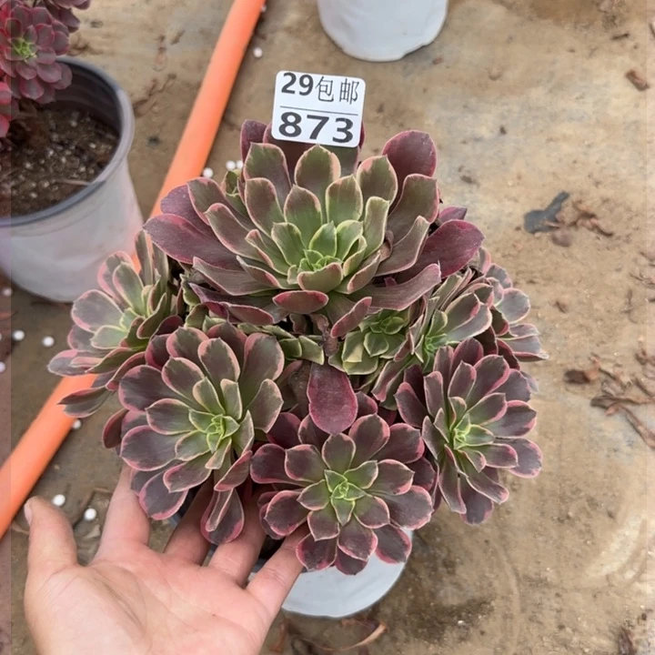 金丝缺……多肉植物……