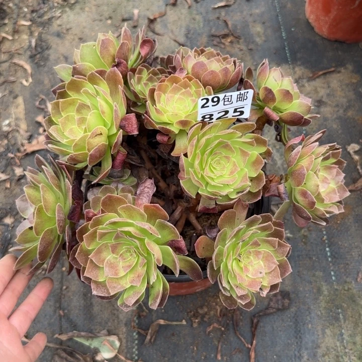 赤焰莲……多肉植物……
