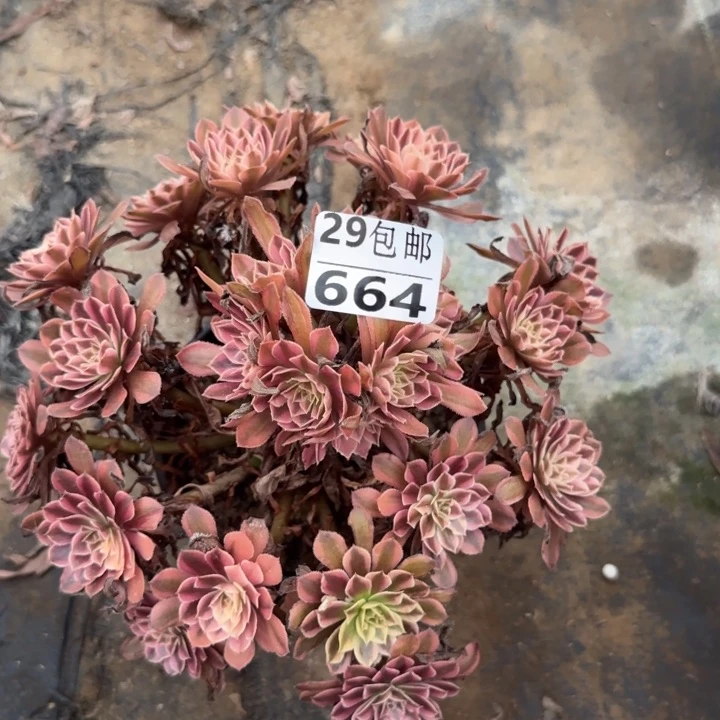 黑铜白……多肉植物的