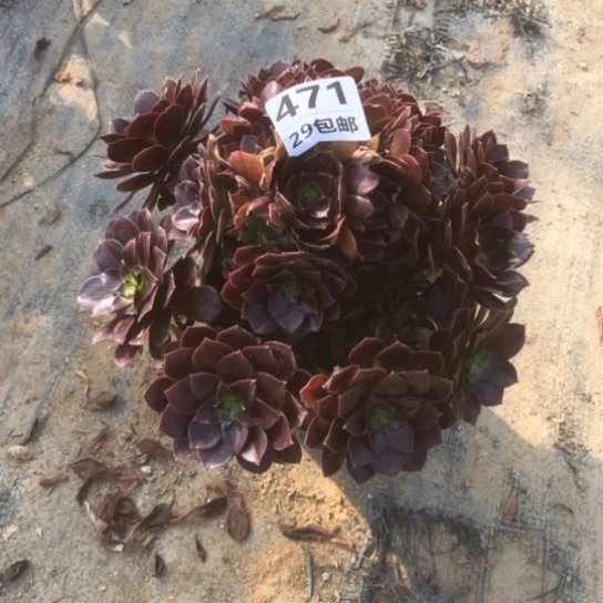 赤炎链……多肉植物……