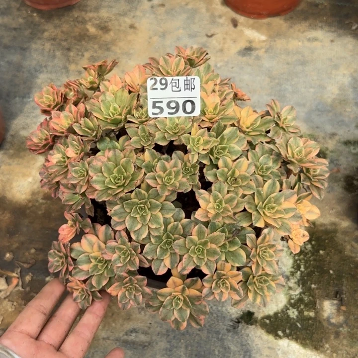甜茶……多肉植物……