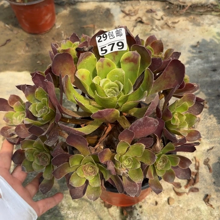 爱丽丝……多肉植物……