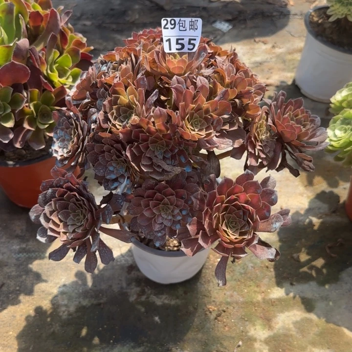 黑铜中班……多肉植物……
