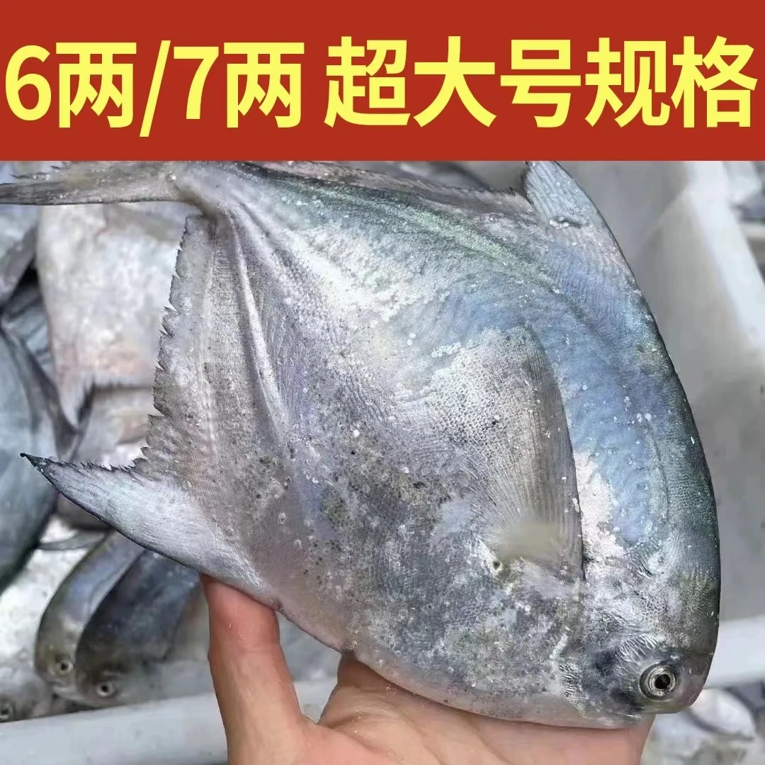 【每条六两上】东海大白鲳银鲳鱼【新鲜发3条】包邮舟山台州码头直发.