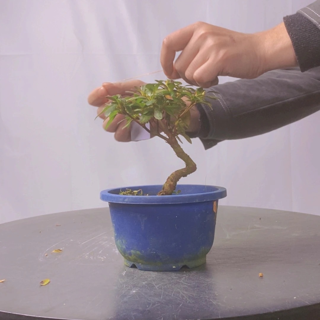 【闪购商品】皋月大*高