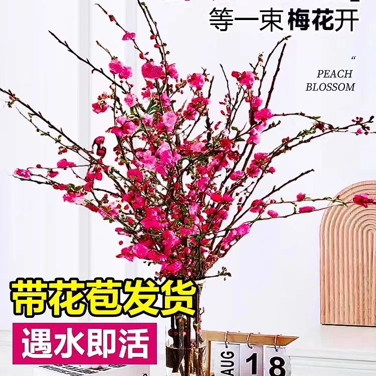 【春节开花】带花苞水培梅花发货年宵花卉鲜枝红梅室内花卉冬季开花