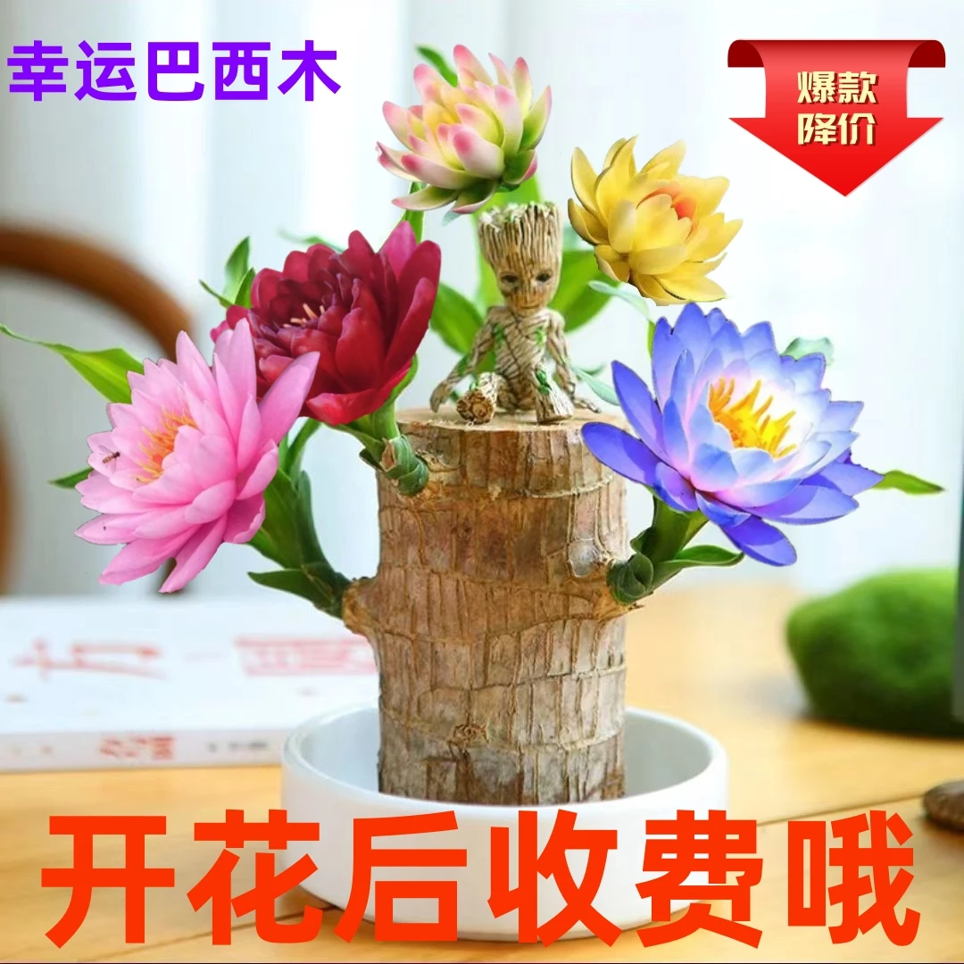 【可开花】网红驱蚊香花巴西木格鲁特水养盆栽室内四季绿植花卉大