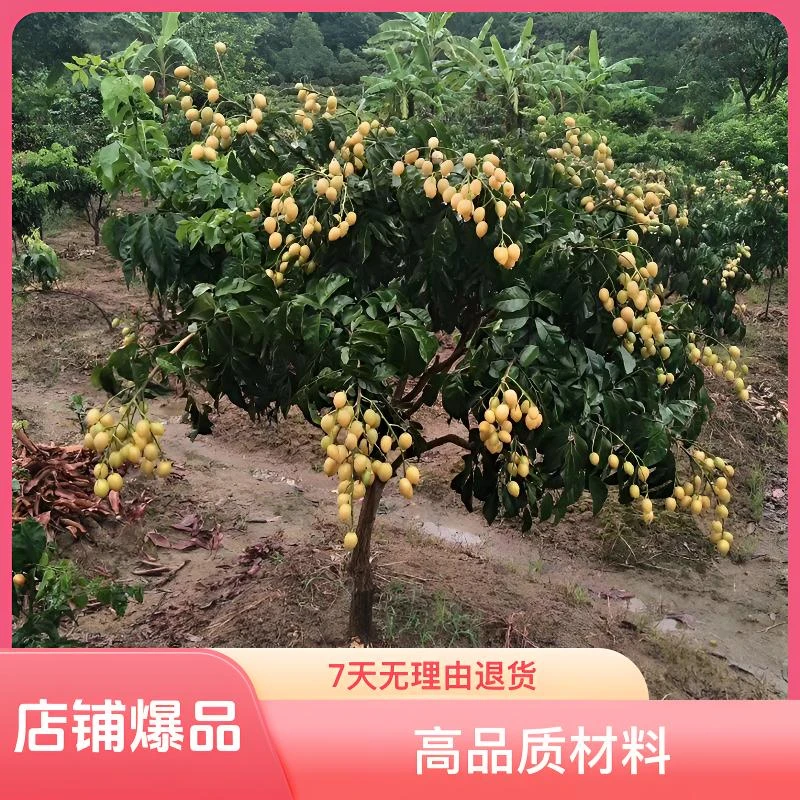 果木岛新品黑黄皮正品嫁接苗，冰糖黄皮，贵妃黄皮好品种产量高带土