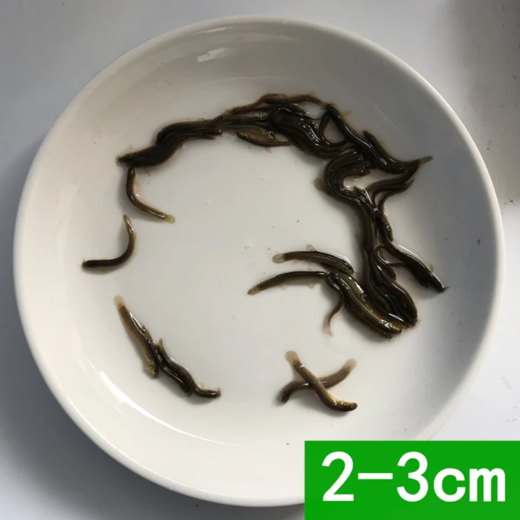 本地东北泥鳅 钓鱼小金鳅