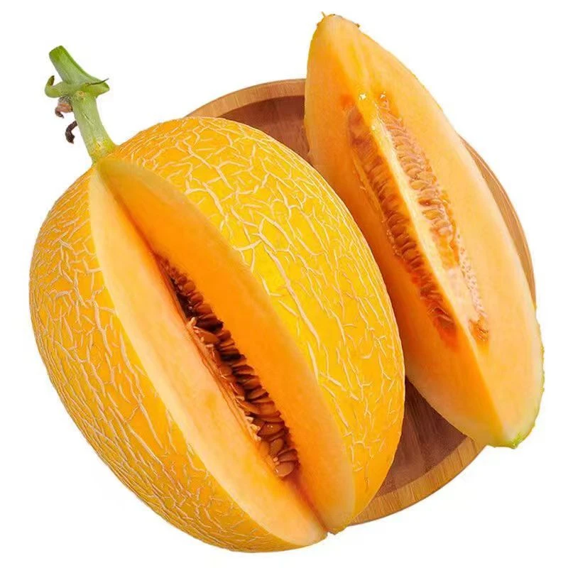 【顺丰包邮】至爱哈密瓜 金色年华 哈密瓜 蜜瓜 甜瓜 水果 甜瓜蜜瓜