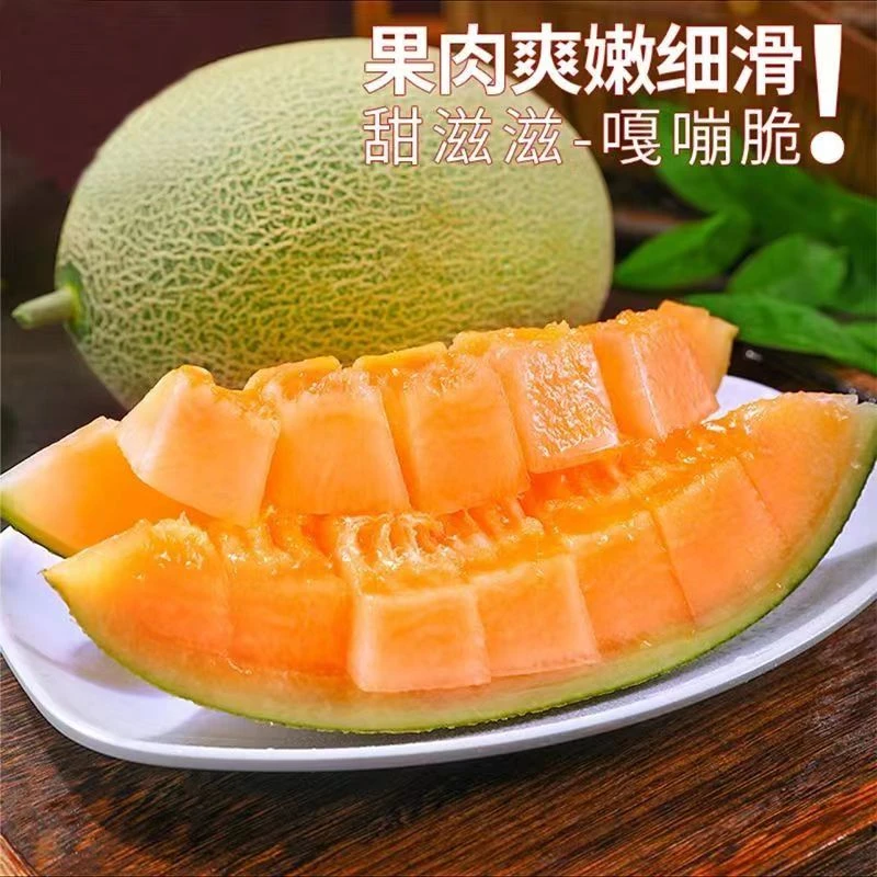 YUXIAOBAI/余小白现摘现发哈密瓜 西州蜜晓密25 脆甜多汁水分足