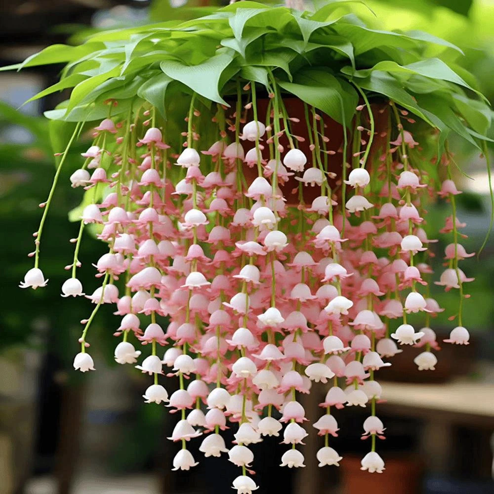 室内外吊篮垂丝铃兰花种芽四季种植易活阳台庭院盆栽花卉绿植物