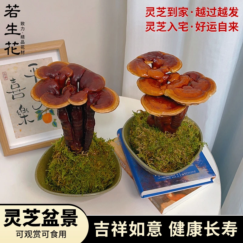 【若生花】元宝灵芝盆景活体观赏苔藓球盆栽办公室好养植物桌面