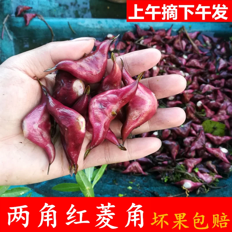河南信阳潢川县两角红菱角 老棱角 嫩菱角四角红棱角包邮