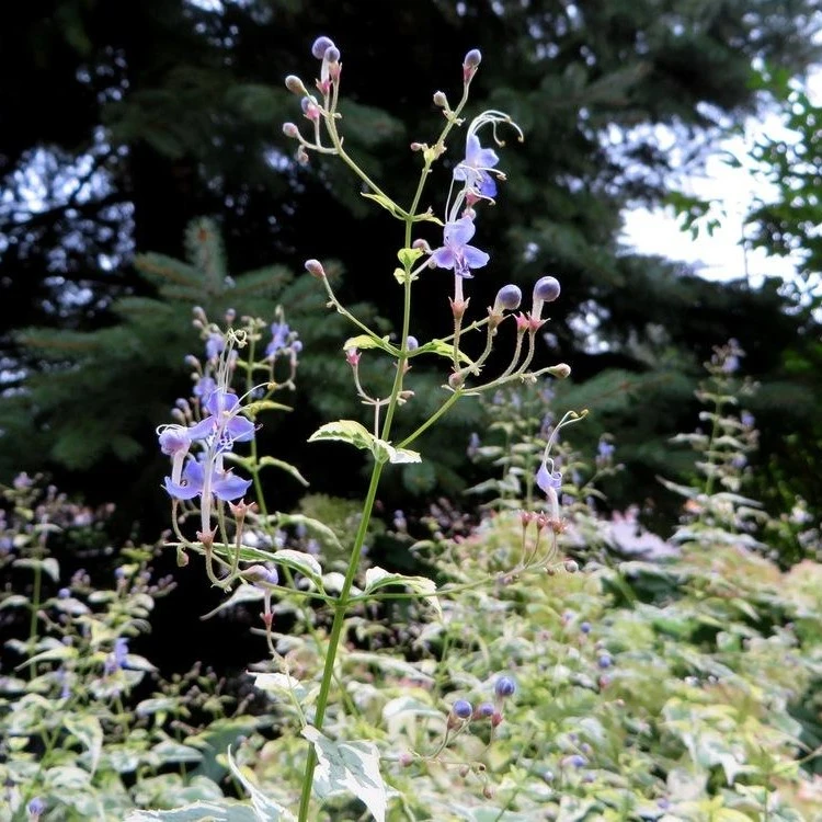 雁金草叉枝莸多年生宿根花卉耐寒观叶观花阳台盆栽庭院花境地栽