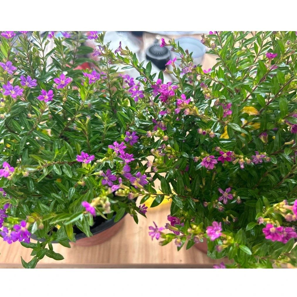 满天星细叶萼距花常绿小灌木庭院阳台盆栽花坛夏季春季红色紫色