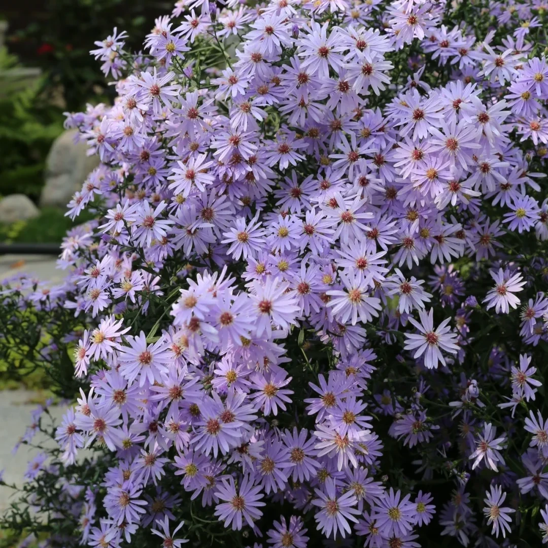 芳菲花园荷兰菊紫菀宿根多年生耐寒花卉阳台盆栽庭院粉色紫色新手