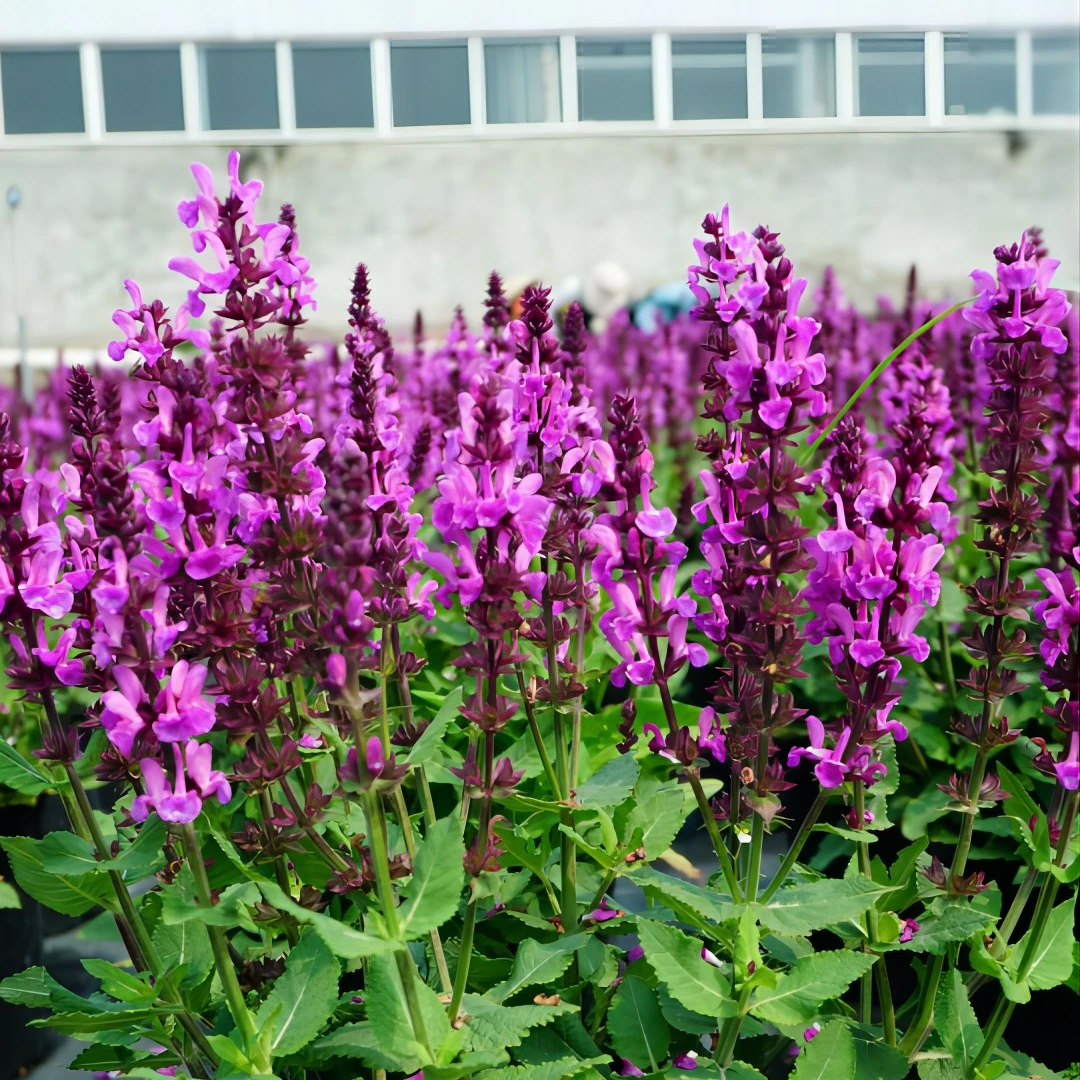 芳菲花园鼠尾草玫红奇迹阳台庭院花园花期长易养植物