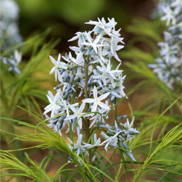 芳菲花园水甘草多年生耐寒草本宿根花卉庭院花园晚春开花秋冬观叶