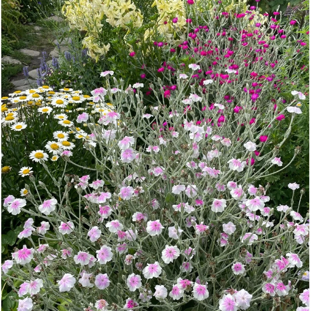 剪秋罗多年生常绿耐寒耐热直立性春季开花花园植物