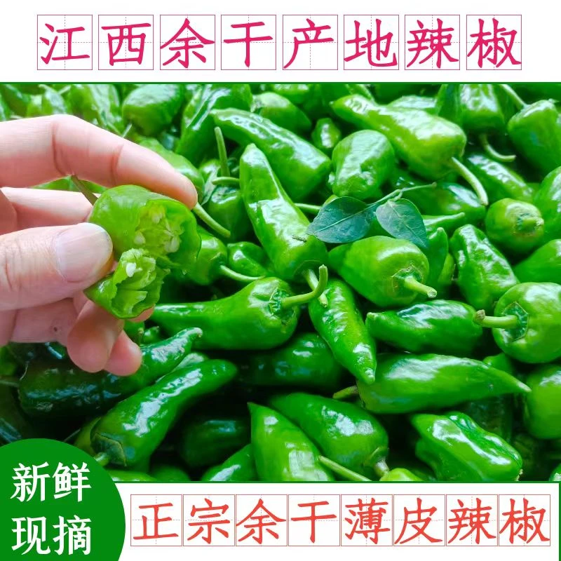 5斤余干小辣椒新鲜现摘 正宗江西枫树薄皮辣椒 余干土辣椒1斤