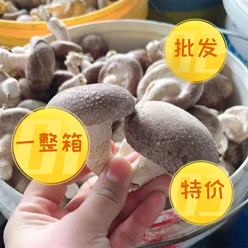 河南西峡新鲜香菇现采现发冬菇餐饮火锅食材嘎嘎好吃一整箱批发