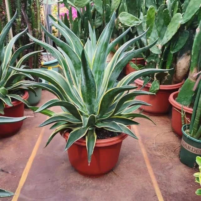 龙舌兰盆栽大型多肉植物室内盆景老桩巨型多肉绿植龙舌兰稀有品种