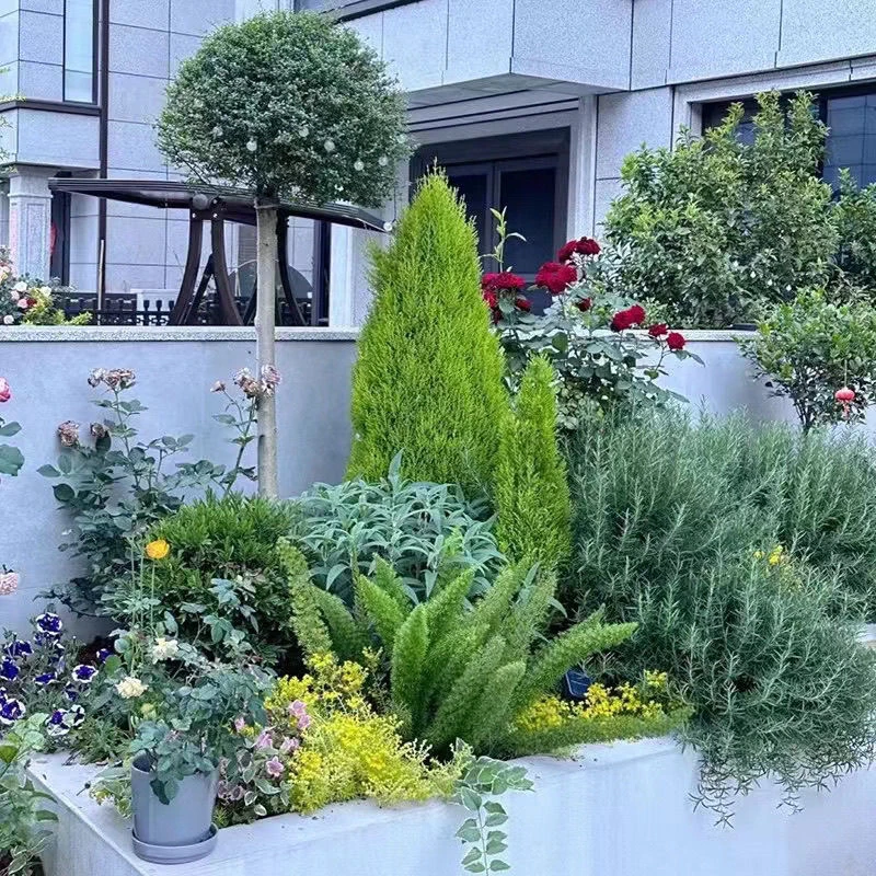 免搭配花镜套餐亮晶女贞植物阳台别墅耐寒热花镜带花镜庭院设计