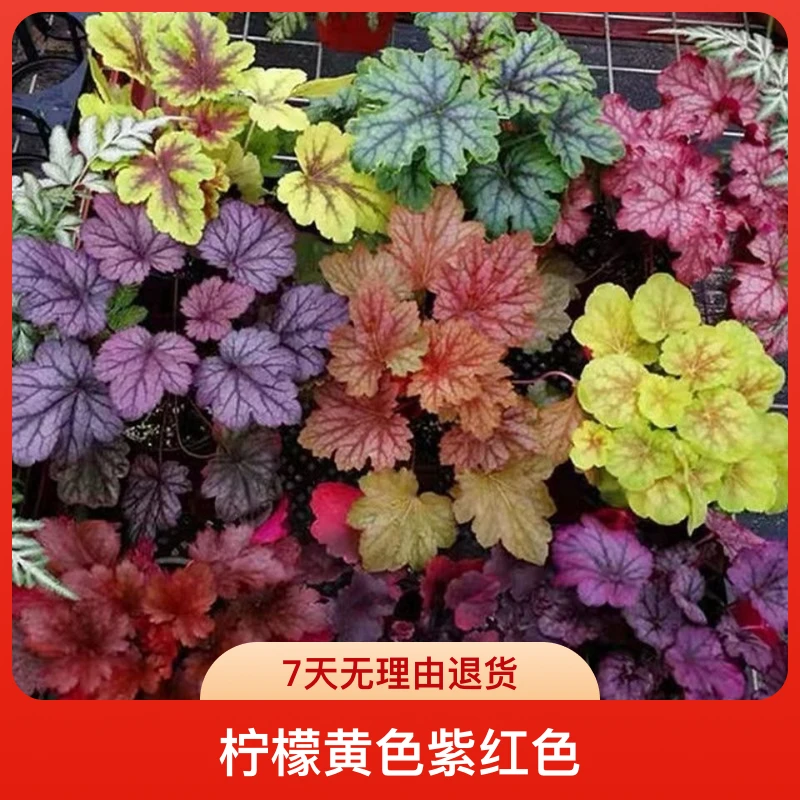 矾根耐寒植物观叶盆栽彩叶阳台庭院花园四季变色多年生宿根花卉