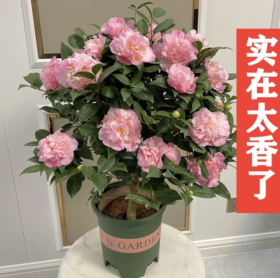 香妃山茶花浓香型耐寒耐四季开花带香味好养易活带盆带花苞发货