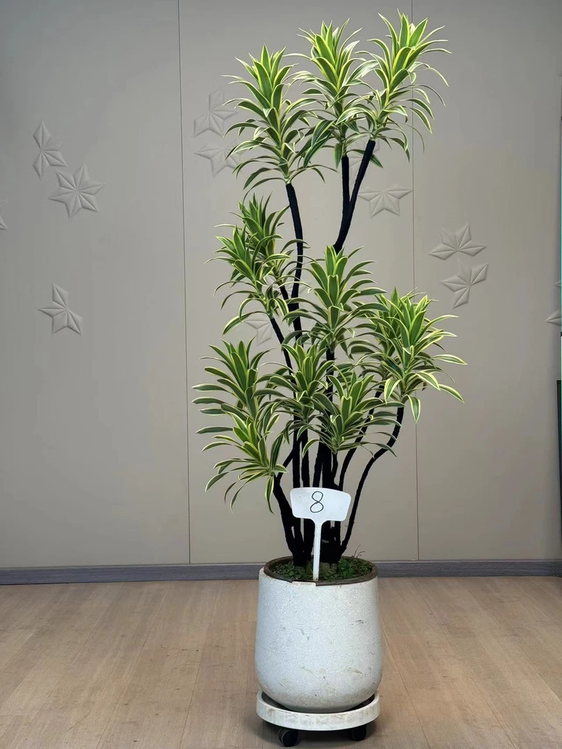 金边百合竹网红大型绿植盆栽 室内乔迁 开业好选绿植盆栽基地发货