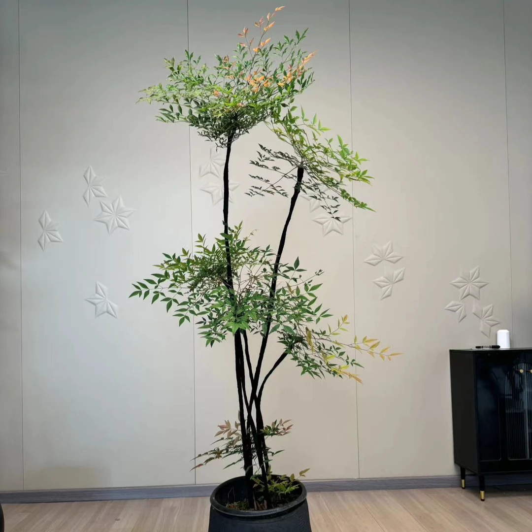 南天竹造型绿植盆栽室内庭院耐寒耐热大型绿植温度越低颜色越红火