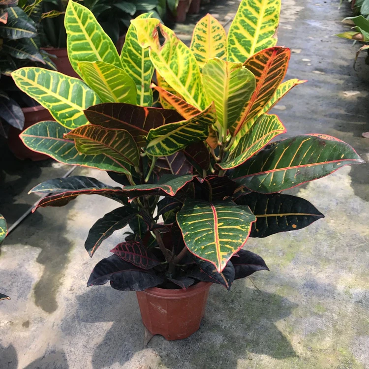 七彩变叶木盆栽室内造景观叶绿植好养变色木树苗净化空气耐寒耐热
