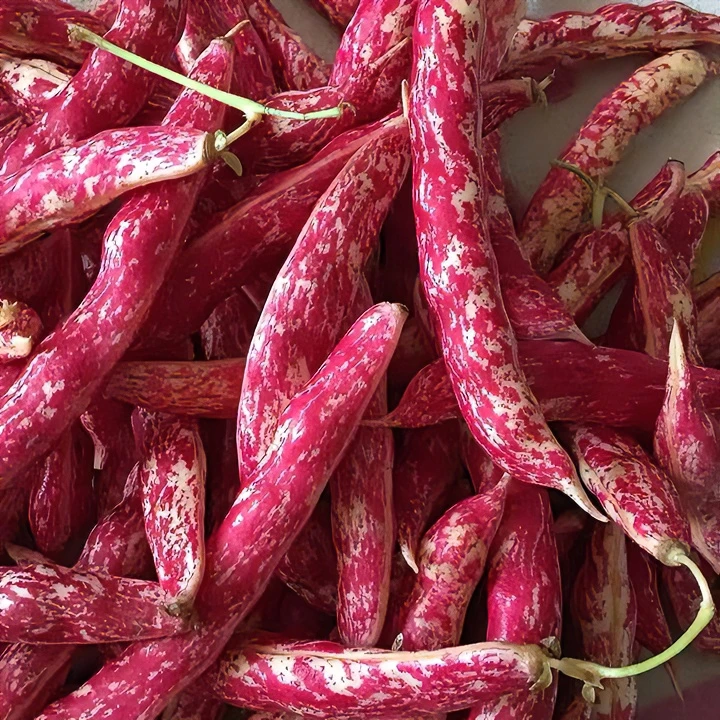 红菜豆种子 早熟高产红芸豆蔬菜种籽阳台菜园庭院四季好养易种植