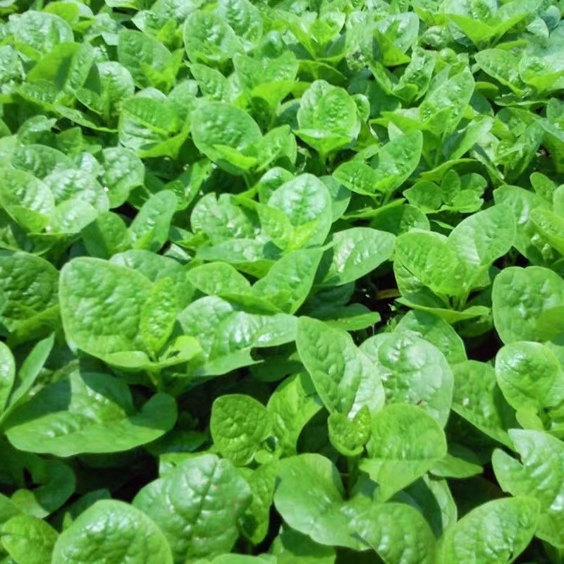 大叶木耳菜种子鲜嫩爽滑四季种植春季夏季高产蔬菜种子