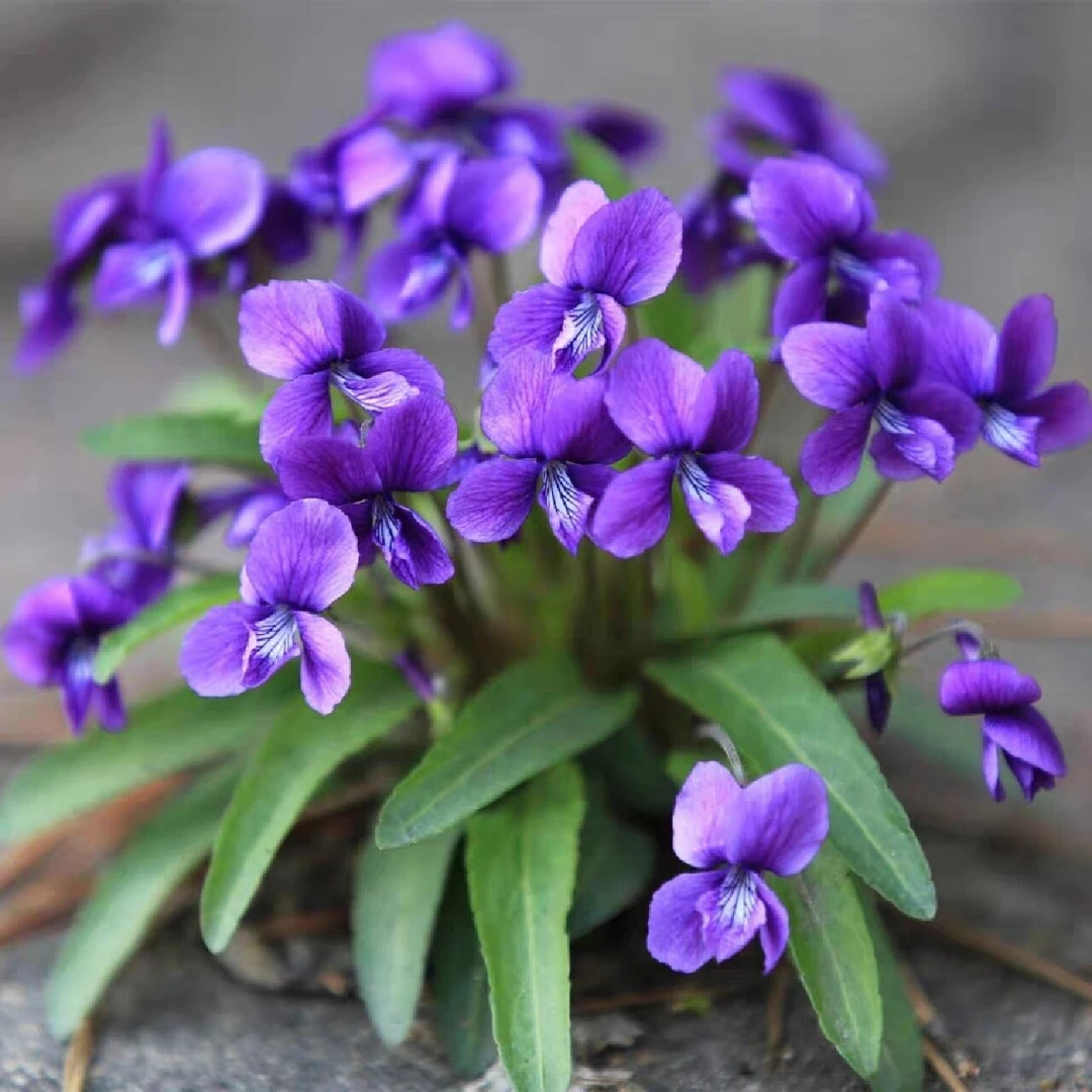 【紫花地丁种子】多年生宿根植物四季播种易种植阳台盆栽庭院花种籽