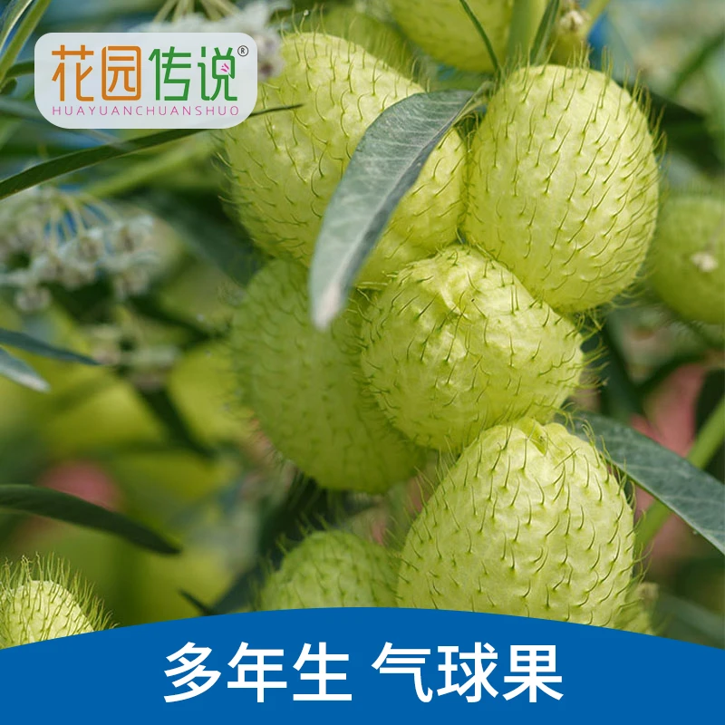 【花园传说】气球果种子风船唐棉耐寒钉头果种籽多年生切花春秋播