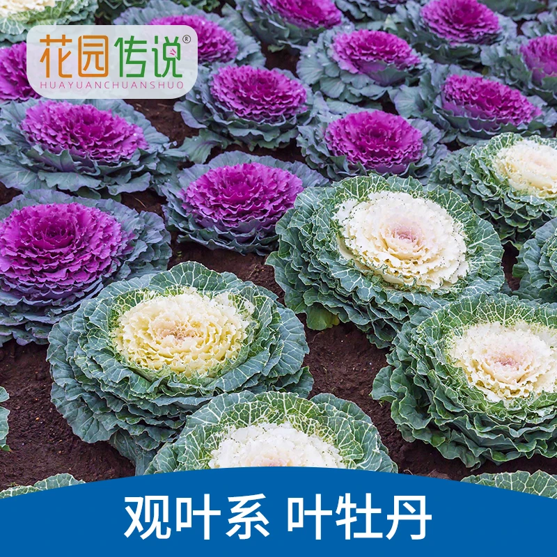【花园传说】羽衣甘蓝种子耐寒观赏食用蔬菜阳台盆栽易种植蔬菜种子