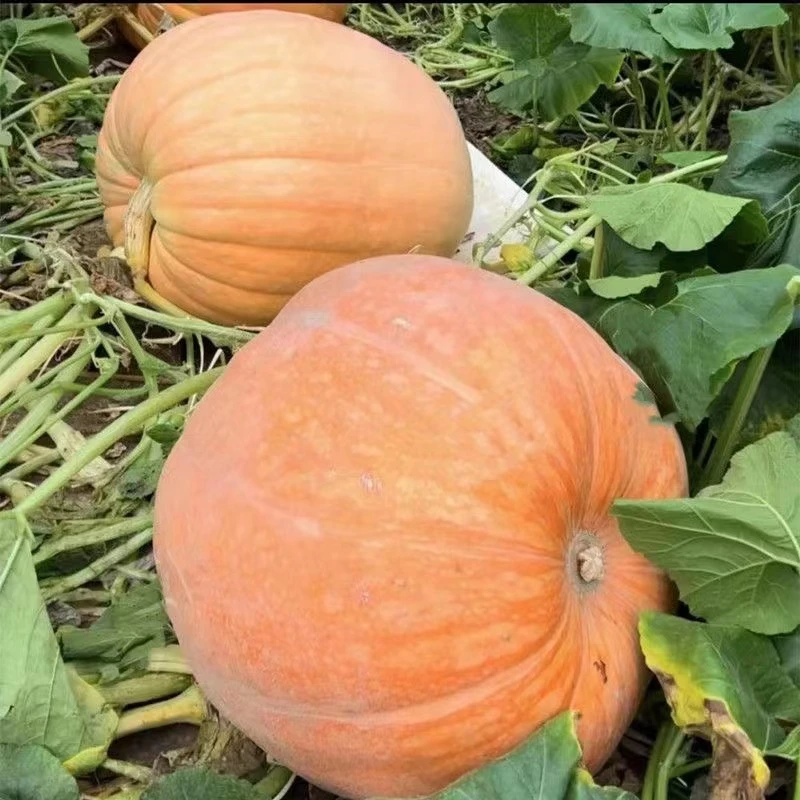 特大巨型南瓜种子四季种植菜子简单易活蔬菜高产种子耐贫瘠耐旱