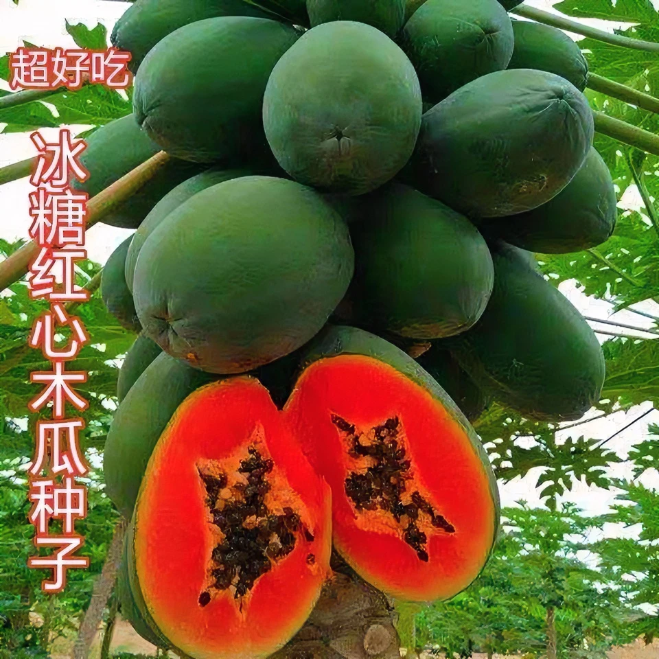木瓜种子四季播种阳台盆栽小院种植简单夏季开花高产水果