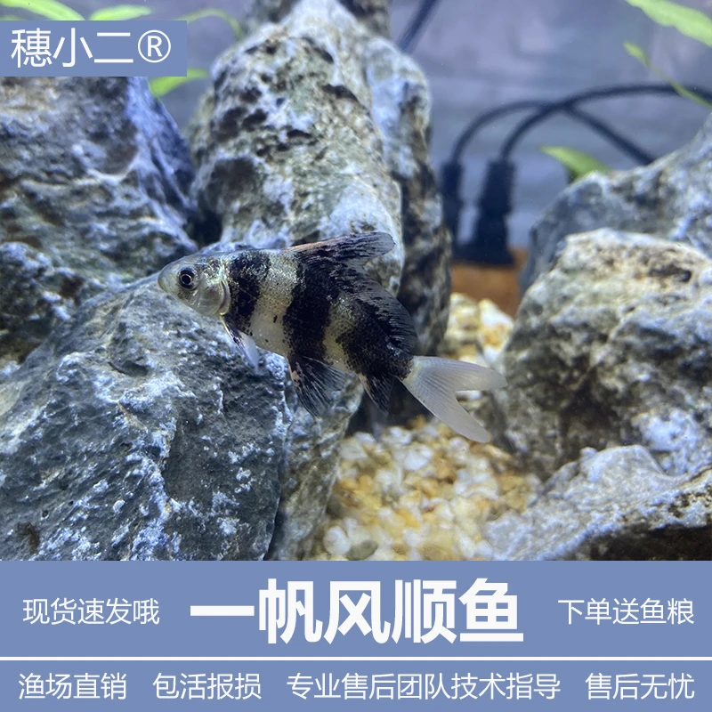 沐豪宠宠清道夫冷水淡水鱼清洁鱼工具鱼水族缸观赏鱼【一帆风顺鱼】