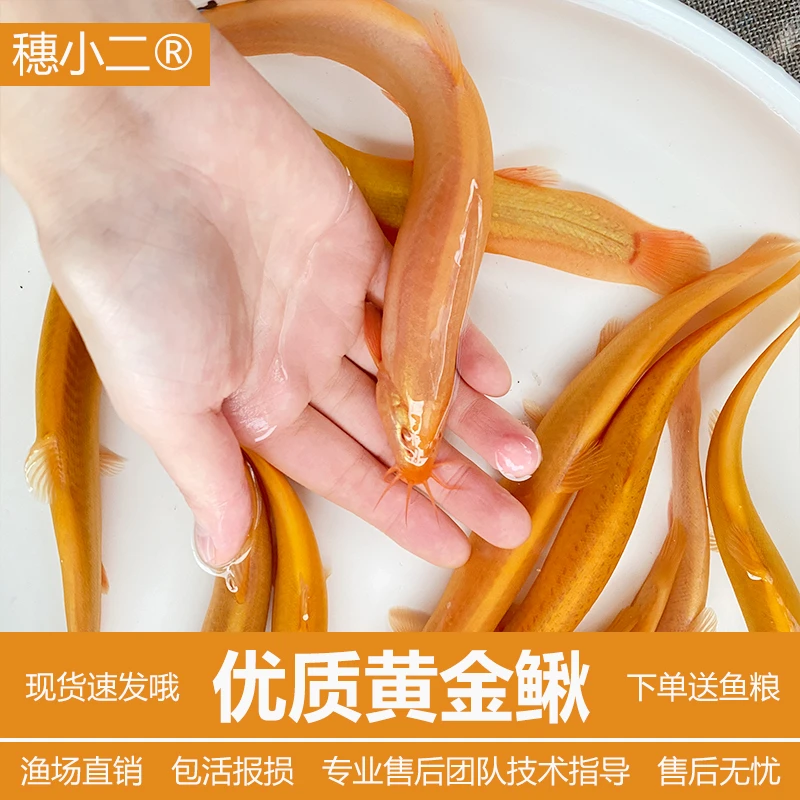 沐豪宠宠【黄金泥鳅】观赏鱼冷水鱼淡水鱼金龙鳅小金龙鱼泥鳅堕龙鱼