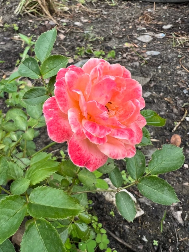 山木香树桩月季嫁接玫瑰花月季花一物一拍