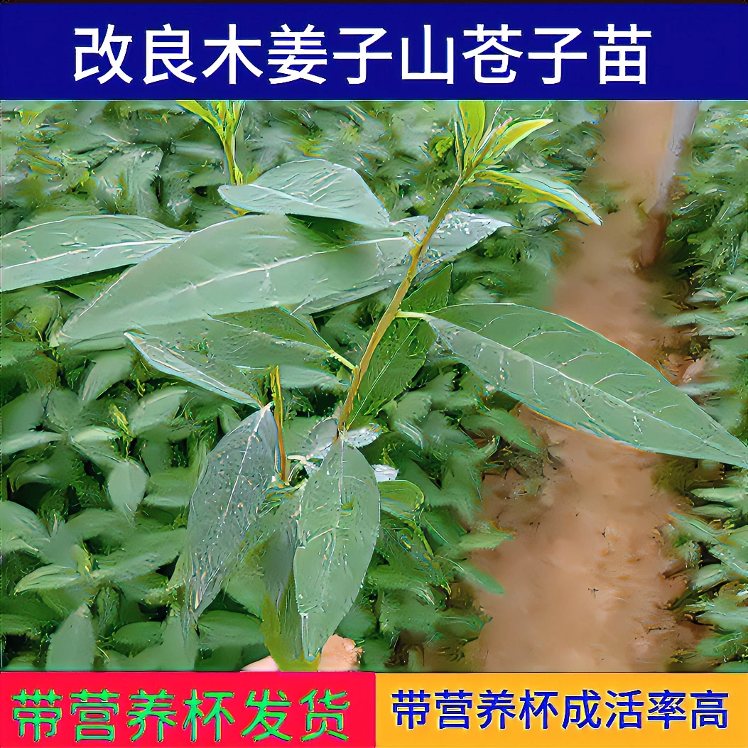 春季苗山胡椒苗山苍子苗营养杯苗润水不易失水种植苗木成活率高