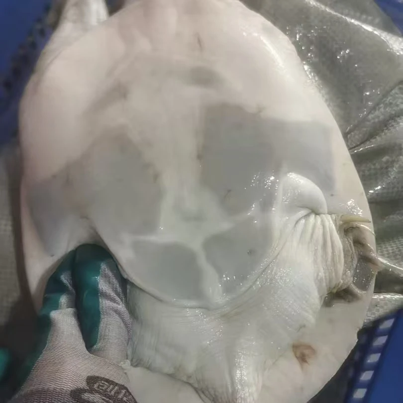 外塘生态9年以上的老甲鱼（微瑕）