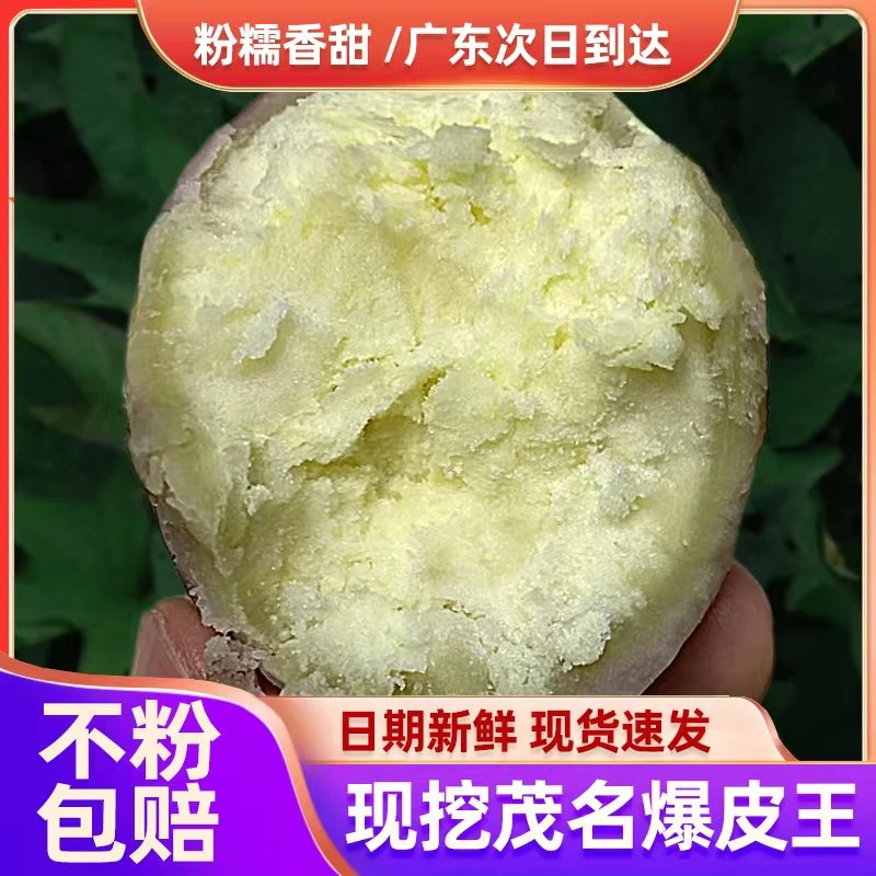 茂名高州特产板栗沙地爆皮王番薯粉糯香甜白心地瓜红薯5/10斤现挖