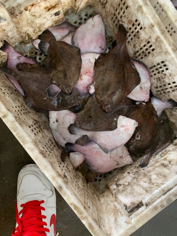 丹东东港鼓励鱼 6斤包邮（辽宁省）海捕