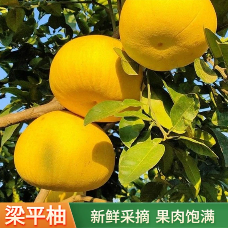 重庆特产梁平柚子水果包邮梁平柚现摘现发应季新鲜老树果产地直发